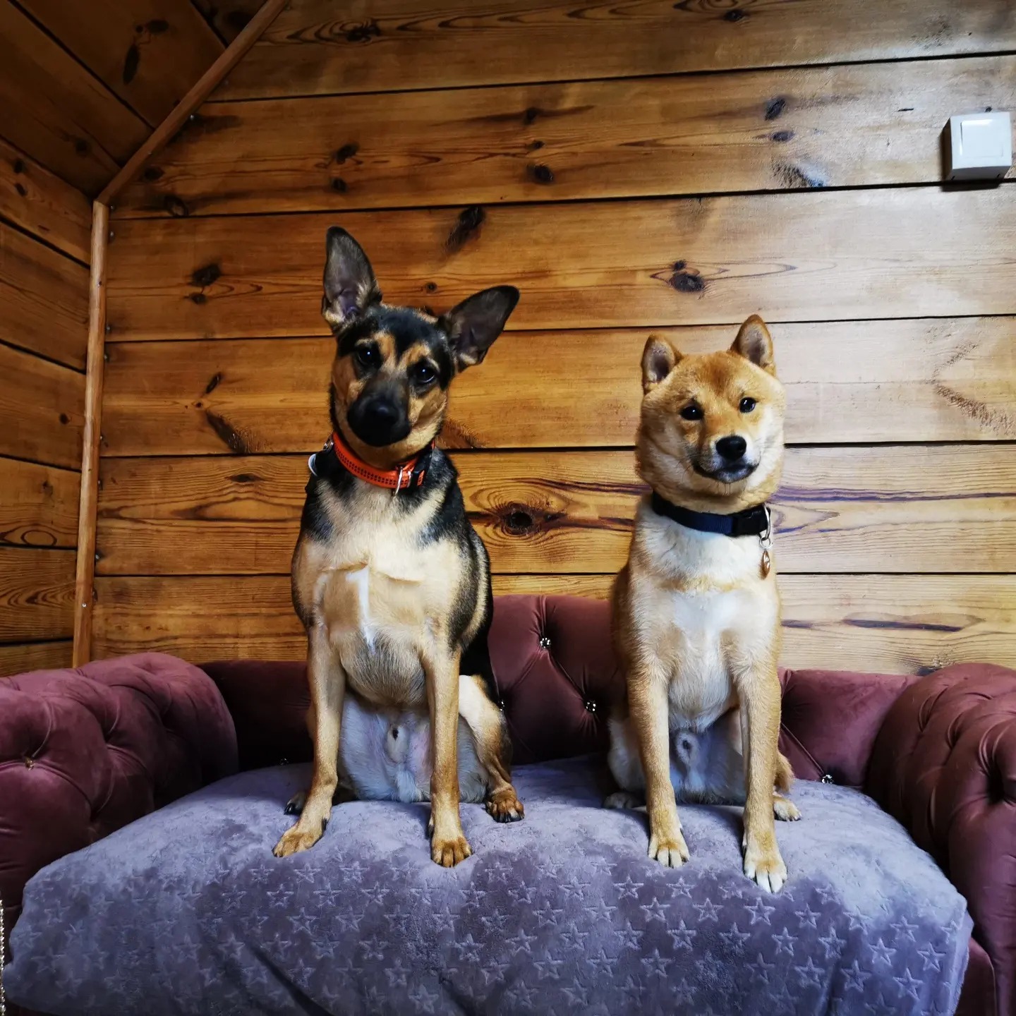 Green dog - Zdjęcie na stronie powitalnej