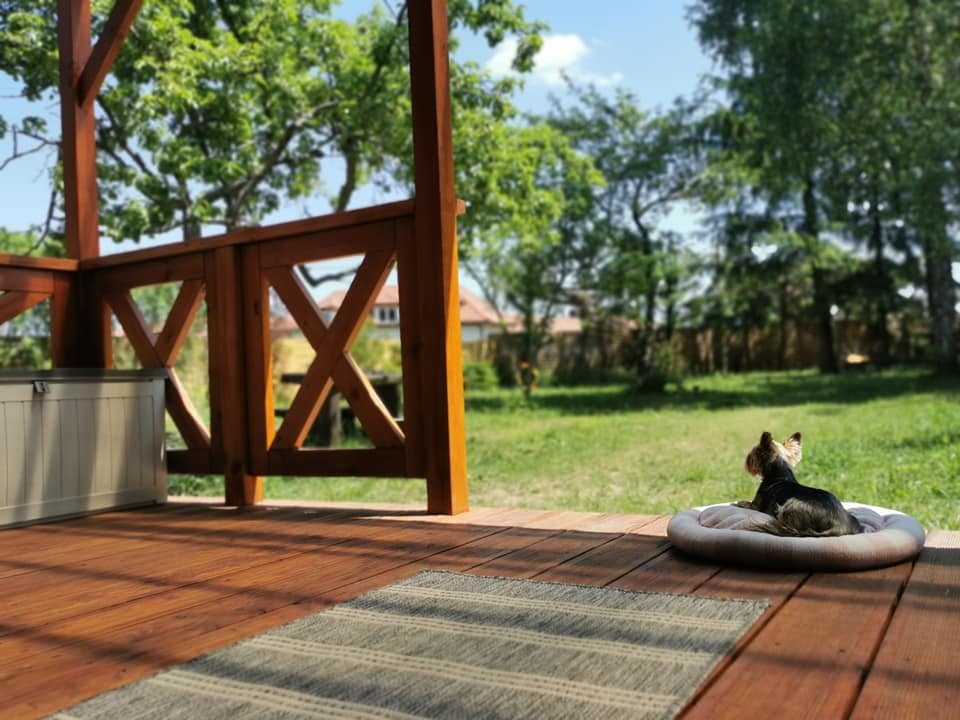 Green-dog - zdjęcie na stronie opieka dla psów